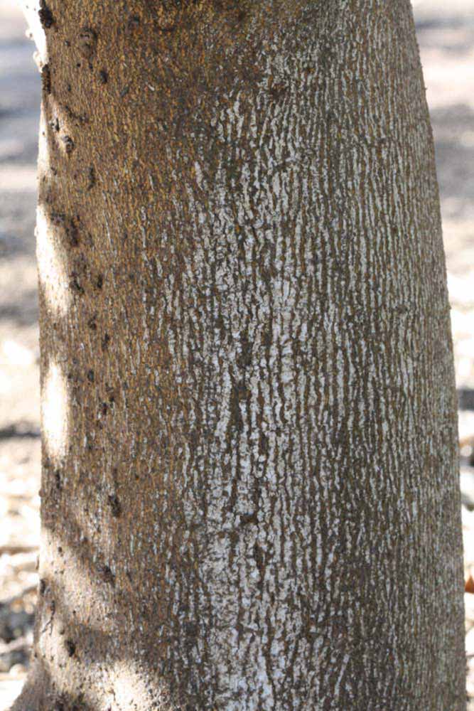              Bark (Riverside, CA)       